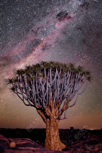 非洲草原夜晚树木自然背景素材