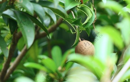 猕猴桃树