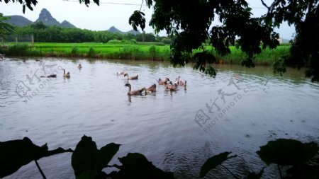 鹅群戏水