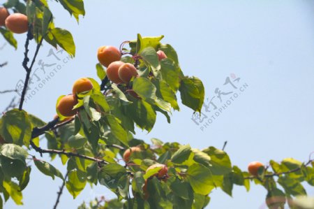 成熟的杏杏树