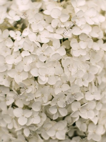 白色碎花
