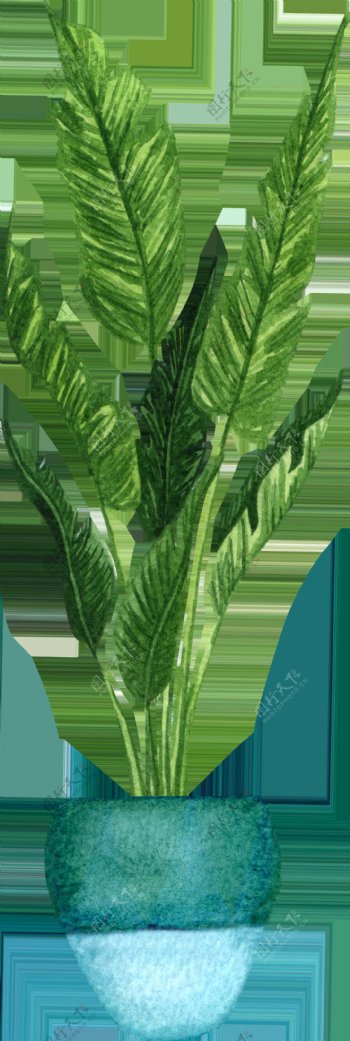 热带绿植水彩插画