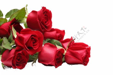 玫瑰花朵情人节海报素材