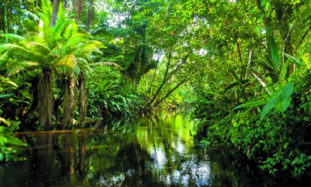 热带雨林深林装饰图