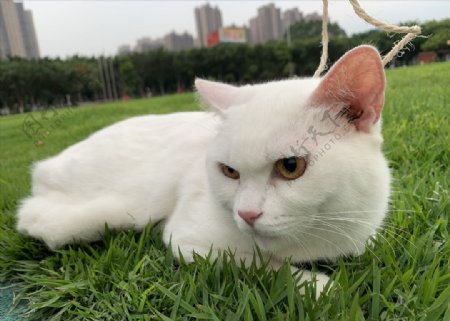 在草地坐的白猫椰奶仔
