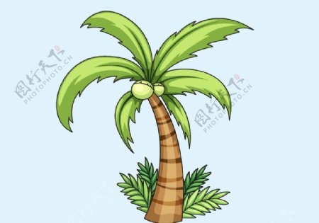 椰子树卡通