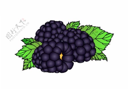 卡通黑树莓
