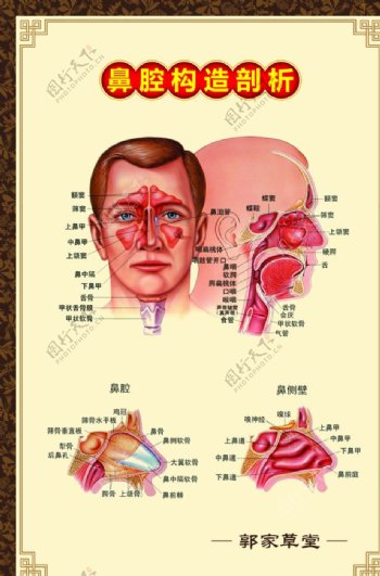 鼻腔构造剖析展板