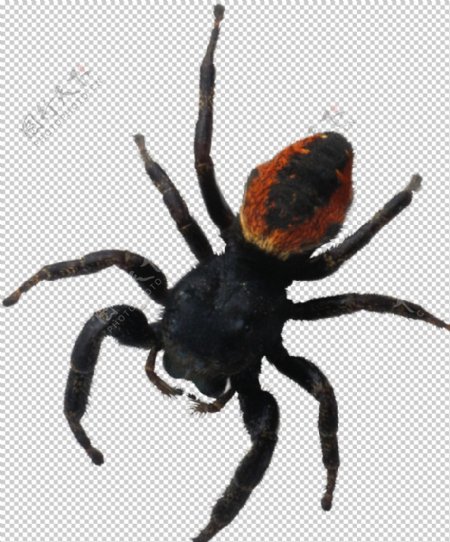 黑色昆虫蜘蛛