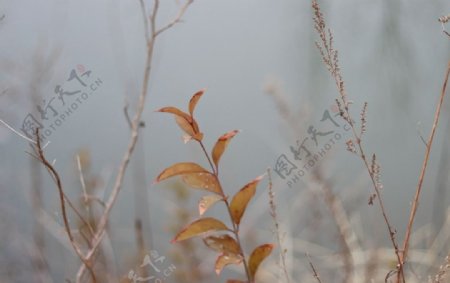 冬季枯草