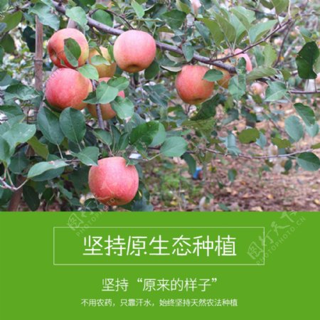 丰县丑苹果大沙河丑苹