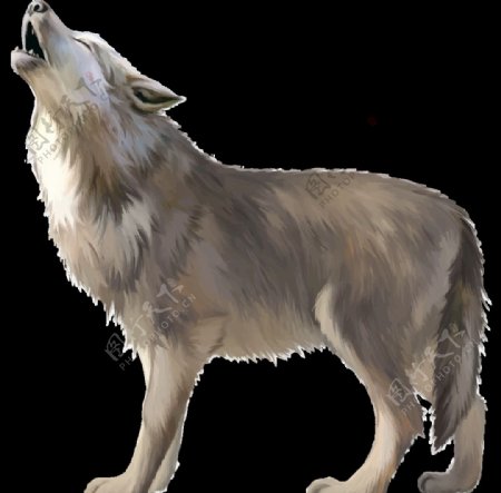 狼动物图形装饰背景素材