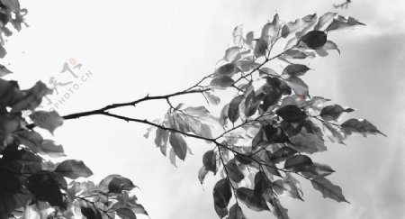 树叶枝头黑白墙画艺术背景