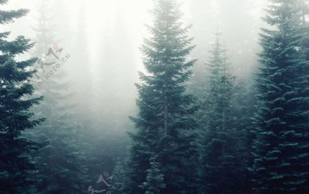 森林雾气云雾丛林背景素材