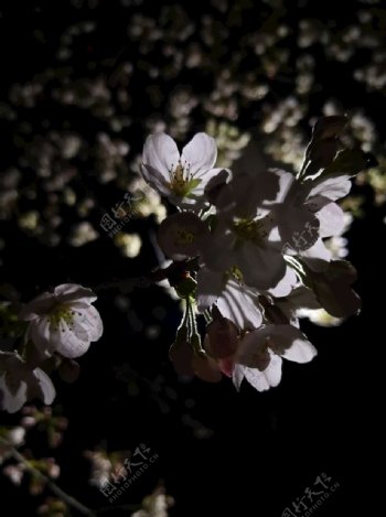 夜樱花图片