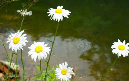 水边的大滨菊花丛花朵图片