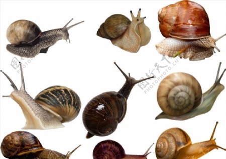 蜗牛png免扣高清素材图片