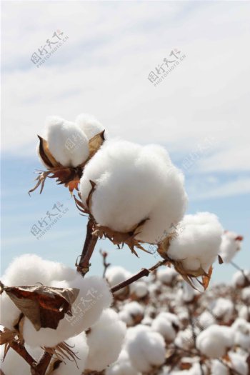 棉花之盛开图片