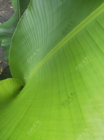 芭蕉叶香蕉叶绿色叶子元图片