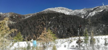 高山雪地树木风景图片