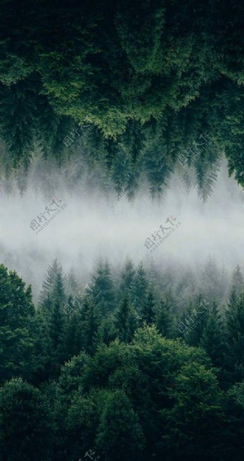 森林微信地产背景图片