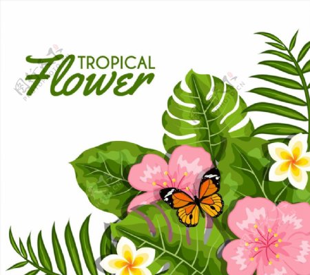 热带花卉和蝴蝶图片