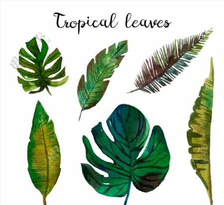 彩绘热带树叶矢量图片