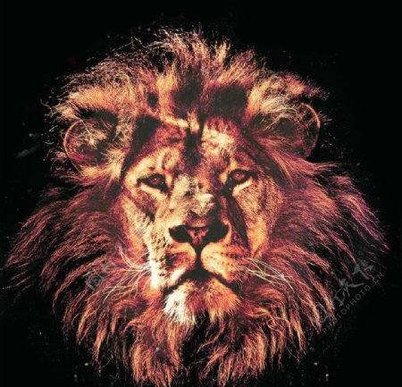 狮子狮子头图片