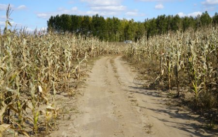 秋天农村枯黄的玉米庄稼和土路图片