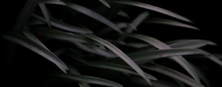 绿叶草地植物背景图片