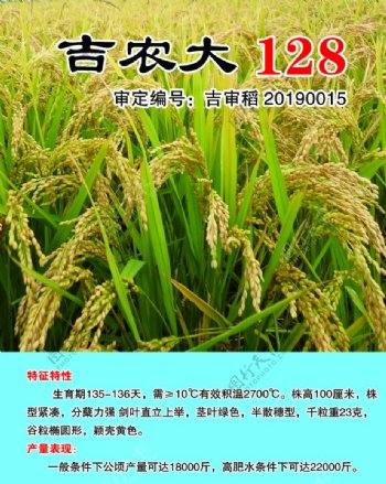 吉农大128水稻种图片