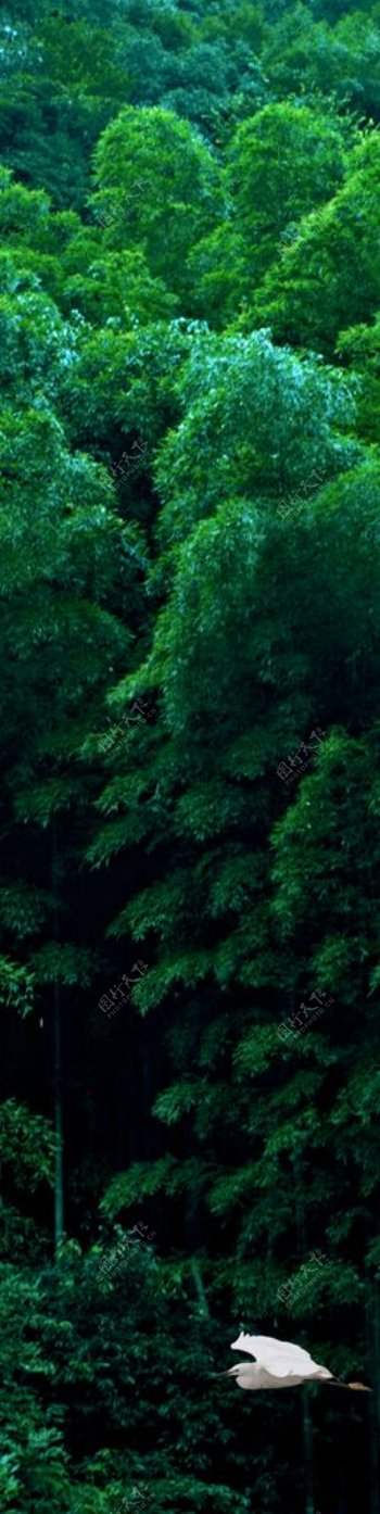 森林白鹭密林绿意隐图片