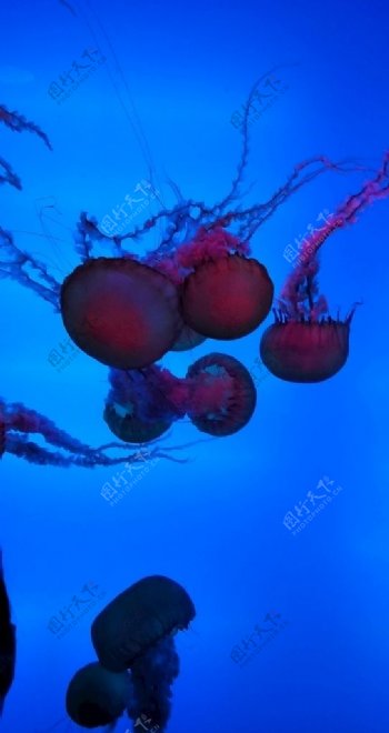 海蜇水母图片