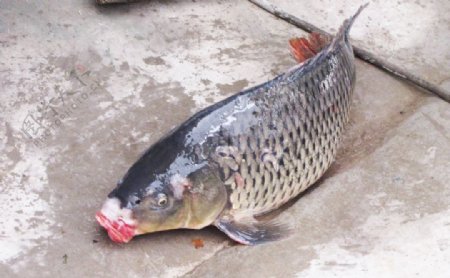 宁夏沙坡头吃黄河大鲤鱼图片