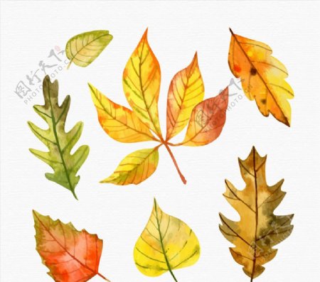 水彩绘秋季树叶图片