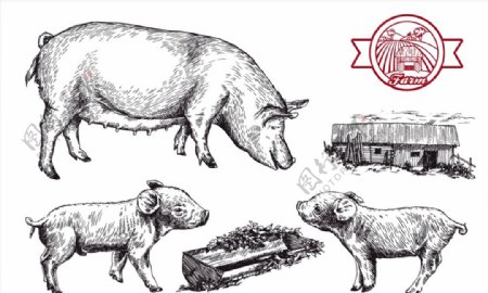 手绘猪设计矢量图片
