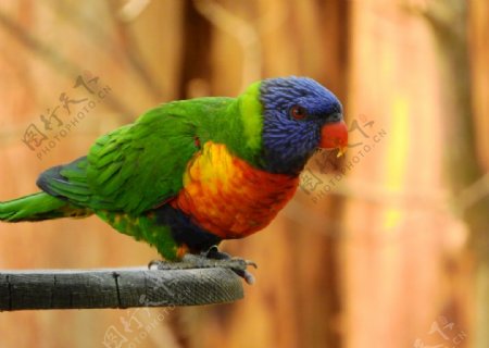 彩虹鹦鹉鸟图片