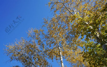 秋天蓝天下的杨树树冠黄叶图片