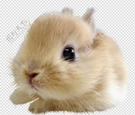 兔子图片