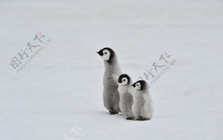 可爱的企鹅宝宝图片