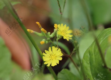 黄色小花自然摄影小野菊图片