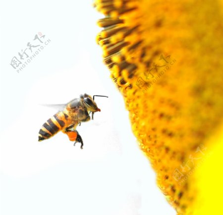 向日葵花前面的蜜蜂图片