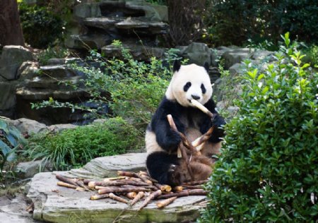熊猫照片图片