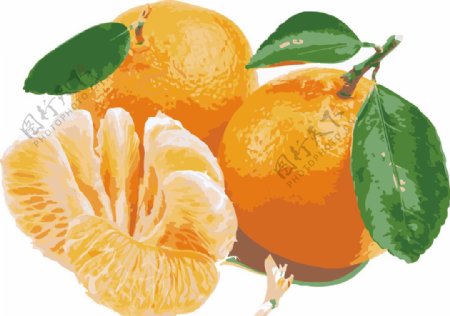 水彩油画橘子图图片