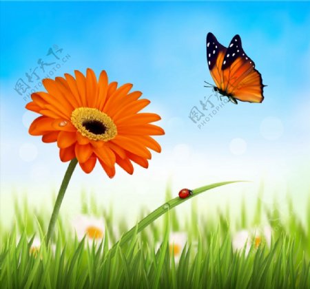 橙色非洲菊和蝴蝶图片