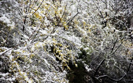 白雪皑皑中小黄花植物摄影图图片
