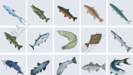 海鱼总汇带鱼活鱼鱼类图片