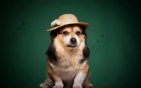 戴帽子的寵物狗圖片