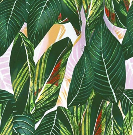 大牌热带植物叶子图片