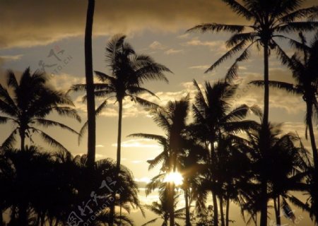 海边的椰林风光图片